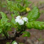 Catunaregam spinosa Blüte