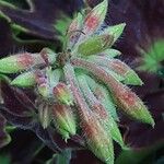 Pelargonium inquinans Flower