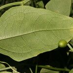 Cayaponia racemosa Feuille