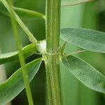 Vicia hirsuta Kôra