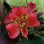 Alstroemeria aureaBlüte