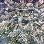 Abies pinsapo Leaf