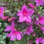 Rhododendron simsii Цветок
