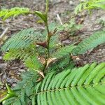 Vachellia cornigera Hoja