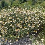 Anthemis ruthenica Costuma