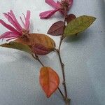 Loropetalum chinenseCvet