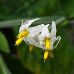 Solanum chenopodioides Virág