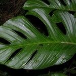 Monstera dissecta Fuelha