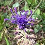 Muscari matritense Flower