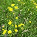 Crepis biennis Flower