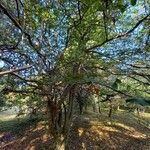 Parrotia subaequalis Hábito