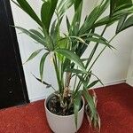 Howea forsteriana Hoja