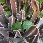 Stapelia grandiflora Leaf