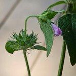 Clinopodium vulgare Kvet