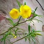 Thevetia neriifolia Flor
