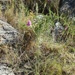 Dianthus godronianus Elinympäristö