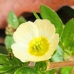 Kallstroemia pubescens Flor