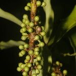 Myrsine pellucidopunctata Fruit