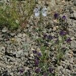 Nigella arvensis Habitatea