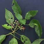 Dendropanax gonatopodus Прочее