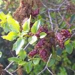 Quercus coccifera Fruit