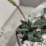 Gasteria excelsa Hostoa