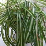 Chlorophytum comosum List