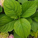 Hydrangea spp. পাতা