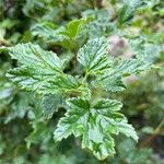 Ribes magellanicum Hoja
