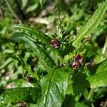 Cynoglossum germanicum Blodyn