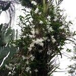 Dendrobium crumenatum Bloem
