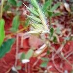 Echinolaena inflexa Fruit