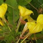 Oenothera glazioviana Flower