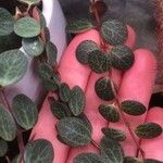 Peperomia RubellaList