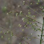 Panicum hirtum Flower