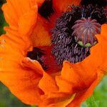 Papaver orientale Flor