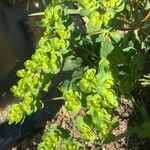 Euphorbia helioscopia Yaprak