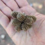 Casuarina cunninghamiana Frugt