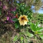 Solandra maxima Flower