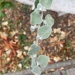 Helichrysum petiolare Deilen