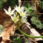 Nothoscordum bivalve Blomma