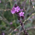 Verbena officinalis Fula