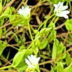 Stellaria alsine Blomma