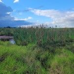 Typha orientalis Buveinė