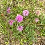 Mimosa quadrivalvis Flower