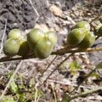 Dipcadi serotinum Fruit