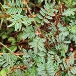 Indigofera arrecta List