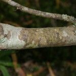 Phylica nitida Bark