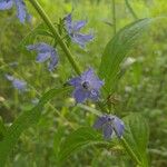 Campanulastrum americanum Fleur