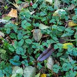 Potentilla indica برگ